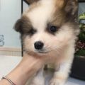 新接收狗狗