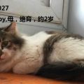 死亡猫咪