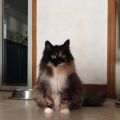 猫猫领养