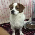 2016狗狗领养