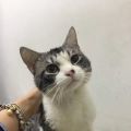新接收猫猫