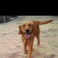 狗狗领养