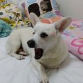 2015领养狗狗