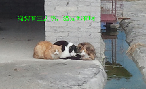 2012-11-17 猫三剑侠_副本.jpg