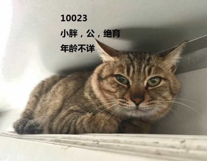4.小胖.jpg